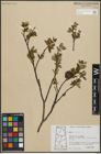 Foto von Salix planifolia Pursh